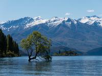 Wanaka Tree &ndash; &copy; Anna Stiebing (Eberhardt TRAVEL)