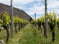 Gibbston Valley &ndash; &copy; Anna Stiebing (Eberhardt TRAVEL)
