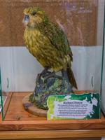 Kakapo &ndash; &copy; Anna Stiebing (Eberhardt TRAVEL)