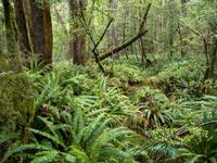 Kepler Track