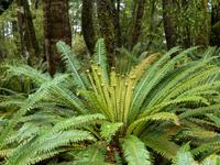Kepler Track, Blechnum &ndash; &copy; Anna Stiebing (Eberhardt TRAVEL)