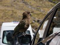 Kea, Neuseelands Bergpapagei &ndash; &copy; Anna Stiebing (Eberhardt TRAVEL)