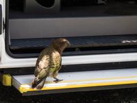 Kea, Neuseelands Bergpapagei &ndash; &copy; Anna Stiebing (Eberhardt TRAVEL)
