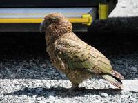 Kea, Neuseelands Bergpapagei &ndash; &copy; Anna Stiebing (Eberhardt TRAVEL)
