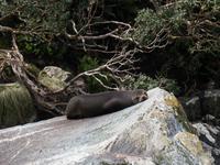 Milford Sound Kreuzfahrt &ndash; &copy; Anna Stiebing (Eberhardt TRAVEL)