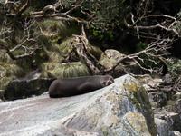 Milford Sound Kreuzfahrt &ndash; &copy; Anna Stiebing (Eberhardt TRAVEL)
