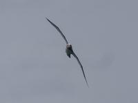 Albatrosse &ndash; &copy; Anna Stiebing (Eberhardt TRAVEL)