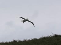 Albatrosse &ndash; &copy; Anna Stiebing (Eberhardt TRAVEL)