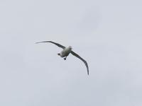 Albatrosse &ndash; &copy; Anna Stiebing (Eberhardt TRAVEL)