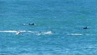Dusky Delphine bei Kaikoura &ndash; &copy; Frank Nimschowski (Eberhardt TRAVEL)