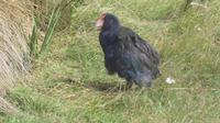 Takahe´ &ndash; &copy; Frank Nimschowski (Eberhardt TRAVEL)