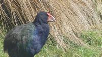 Takahe´ &ndash; &copy; Frank Nimschowski (Eberhardt TRAVEL)