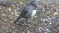 South Island Robin &ndash; &copy; Frank Nimschowski (Eberhardt TRAVEL)