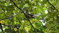 Fantail &ndash; &copy; Frank Nimschowski (Eberhardt TRAVEL)