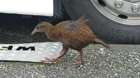Weka (Wekaralle) &ndash; &copy; Frank Nimschowski (Eberhardt TRAVEL)