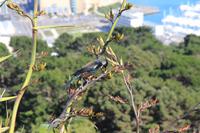 Tui (Pastorenvogel) &ndash; &copy; Kristin Weigel (Eberhardt TRAVEL)
