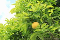 Grapefruit-Baum &ndash; &copy; Kristin Weigel (Eberhardt TRAVEL)