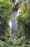 Kauribaum Tane Mahuta &ndash; &copy; Kristin Weigel (Eberhardt TRAVEL)