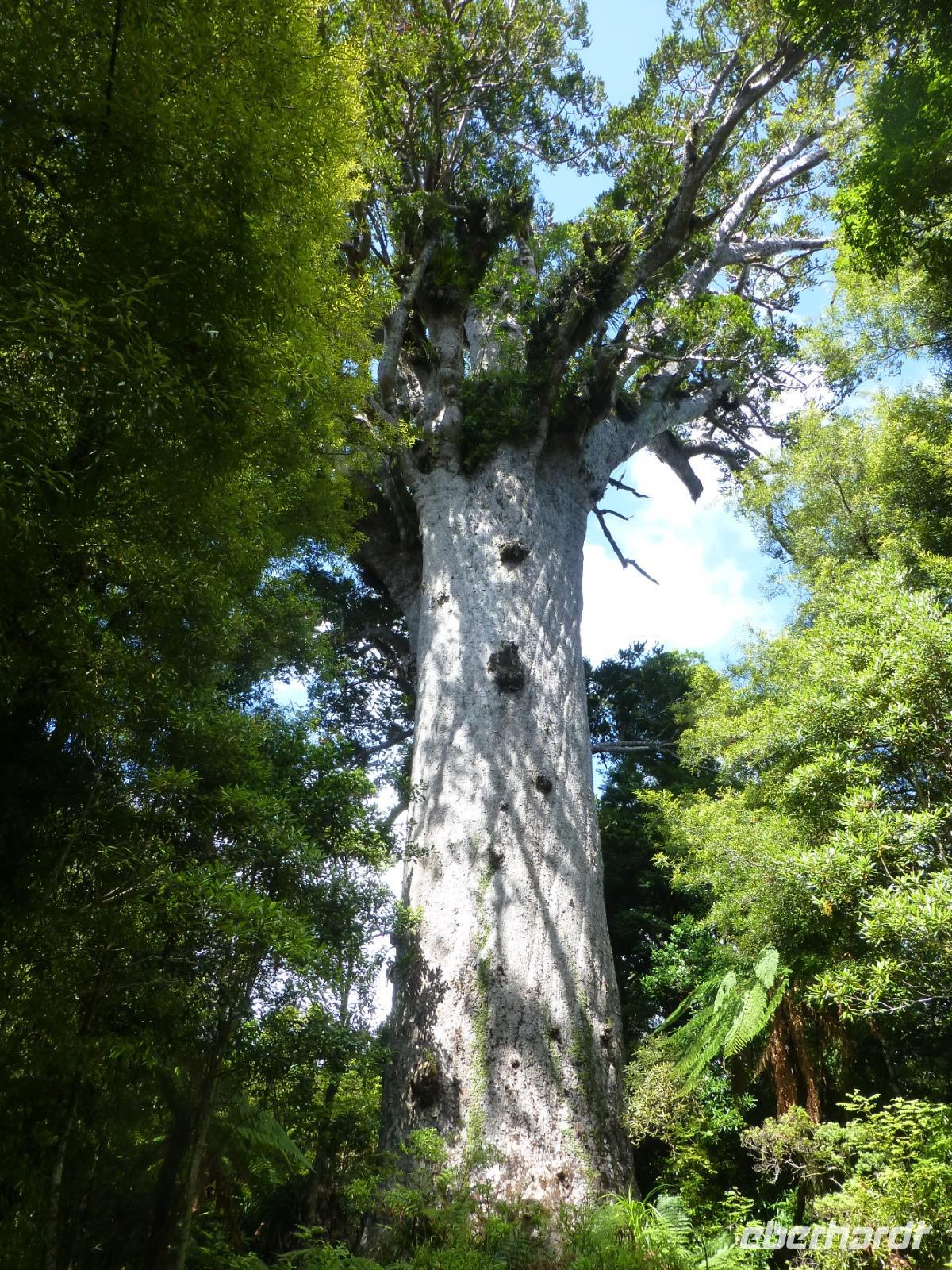 Tane Mahuta &ndash; &copy; Juliane Voigt (Eberhardt TRAVEL)