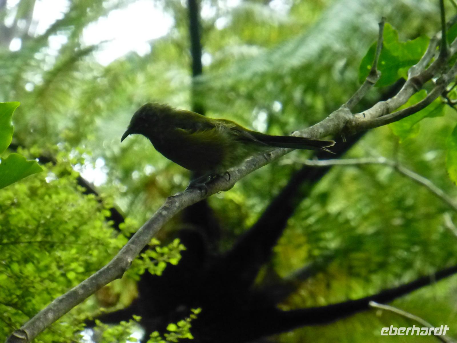 Kapiti Island - Bellbird &ndash; &copy; Juliane Voigt (Eberhardt TRAVEL)