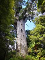 Tane Mahuta &ndash; &copy; Juliane Voigt (Eberhardt TRAVEL)