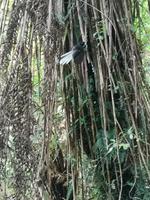 Bushwalk - Fantail &ndash; &copy; Juliane Voigt (Eberhardt TRAVEL)