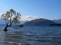 Wanaka Tree &ndash; &copy; Juliane Voigt (Eberhardt TRAVEL)