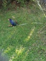 Te Anau - Takahe &ndash; &copy; Juliane Voigt (Eberhardt TRAVEL)