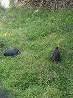 Te Anau - Takahe &ndash; &copy; Juliane Voigt (Eberhardt TRAVEL)