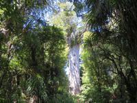 Tane Mahuta &ndash; &copy; Juliane Voigt (Eberhardt TRAVEL)