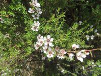 Manukablüten &ndash; &copy; Juliane Voigt (Eberhardt TRAVEL)