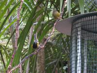 Kapiti Island - Futterstelle - Stichbird &ndash; &copy; Juliane Voigt (Eberhardt TRAVEL)