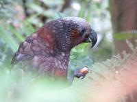 Kapiti Island - Kaka &ndash; &copy; Juliane Voigt (Eberhardt TRAVEL)