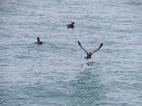 Abel Tasman Nationalpark - Katamarancruise &ndash; &copy; Juliane Voigt (Eberhardt TRAVEL)