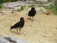 Abel Tasman Nationalpark - Austernfischer &ndash; &copy; Juliane Voigt (Eberhardt TRAVEL)