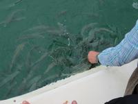 Abel Tasman Nationalpark - Katamarancruise &ndash; &copy; Juliane Voigt (Eberhardt TRAVEL)