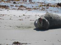 Dunedin - Mt. Cook - Seeleopard &ndash; &copy; Juliane Voigt (Eberhardt TRAVEL)