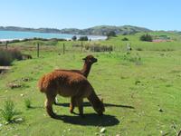 Dunedin - Mt. Cook - Alpakas bei den Moeraki Boulders &ndash; &copy; Juliane Voigt (Eberhardt TRAVEL)