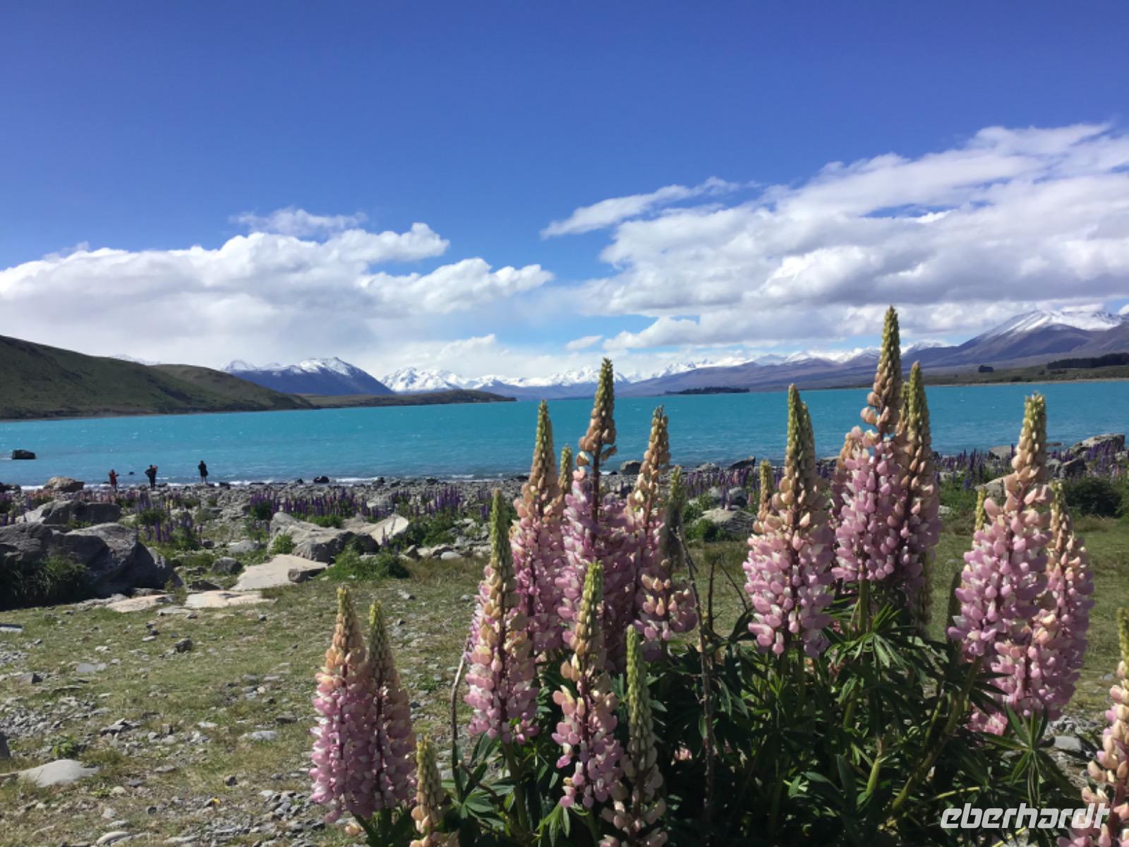 Lake Tekapo Neuseeland &ndash; &copy; Sabine Letzybyll (Eberhardt TRAVEL)
