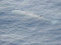 Wingsoverwhales Neuseeland &ndash; &copy; Sabine Letzybyll (Eberhardt TRAVEL)