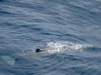 Wingsoverwhales Neuseeland &ndash; &copy; Sabine Letzybyll (Eberhardt TRAVEL)