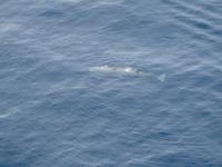 Wingsoverwhales Neuseeland &ndash; &copy; Sabine Letzybyll (Eberhardt TRAVEL)