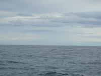 Albatros &ndash; &copy; Sabine Letzybyll (Eberhardt TRAVEL)