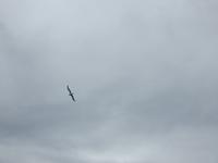 Albatros &ndash; &copy; Sabine Letzybyll (Eberhardt TRAVEL)