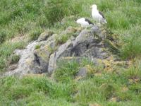 Albatros &ndash; &copy; Sabine Letzybyll (Eberhardt TRAVEL)