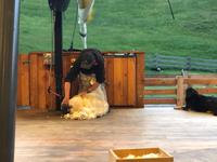 Schaffarm Queenstown &ndash; &copy; Sabine Letzybyll (Eberhardt TRAVEL)