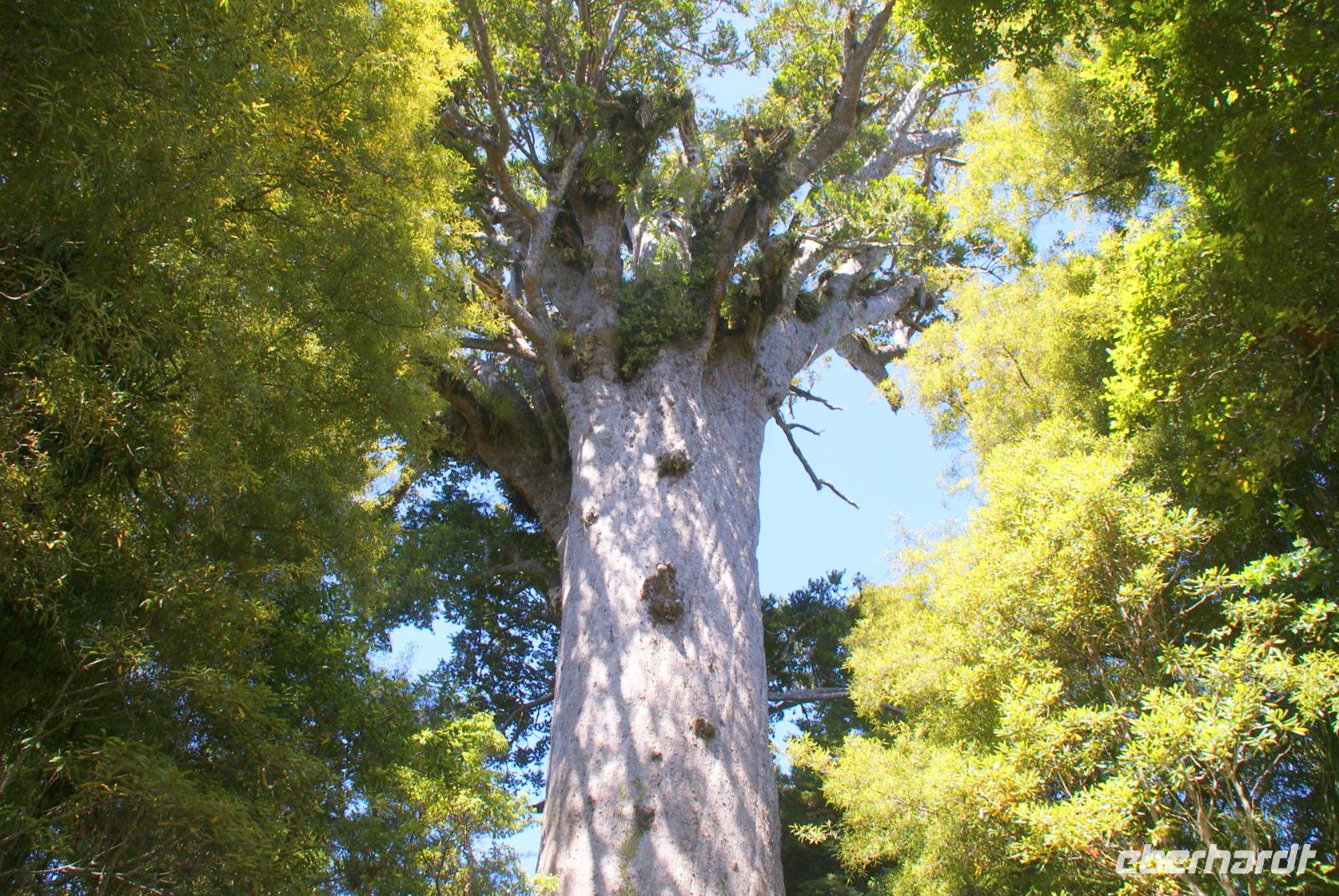 Tane Mahuta &ndash; &copy; Susanne Schirmann (Eberhardt TRAVEL)