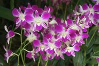 Orchideengarten Singapur (2) &ndash; &copy; Susanne Schirmann (Eberhardt TRAVEL)
