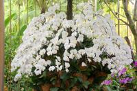 Orchideengarten Singapur (5) &ndash; &copy; Susanne Schirmann (Eberhardt TRAVEL)
