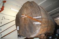 Kauri &ndash; &copy; Susanne Schirmann (Eberhardt TRAVEL)
